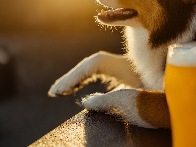 Ohio dog-friendly breweries